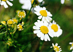 German chamomile. Lakon Herbals Gardens. 2004  WIDTH=