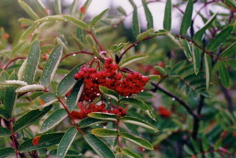 Wild Rowan Escoumins, Quebec (Ollin, 2002)