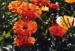 calendula