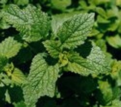 Lemon Balm