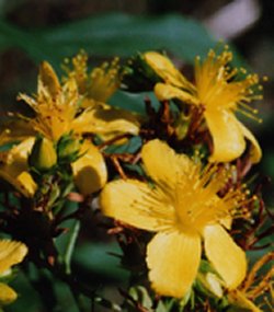 St. John's Wort
